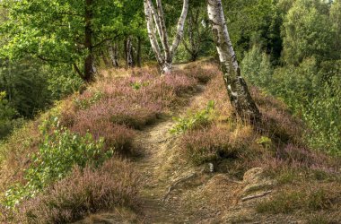 Path in the late summer clipart