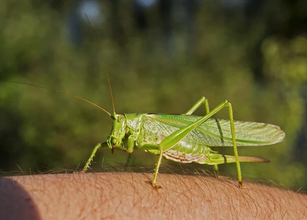 Grasshopper on one arm — Stock Photo, Image