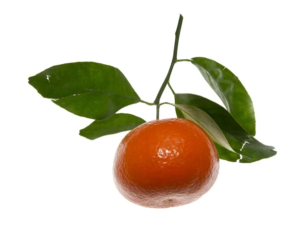 stock image Mandarin 3