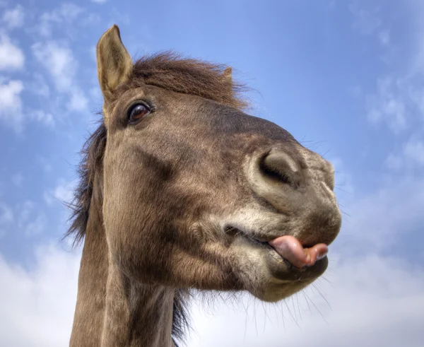Konik horse portrait 1 — Stock Photo, Image