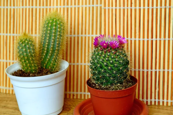 Flowering cactus — Stock Photo, Image