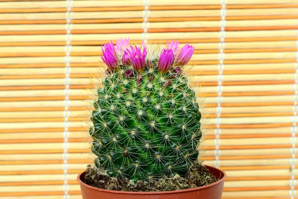 Flowering cactus — Stock Photo, Image