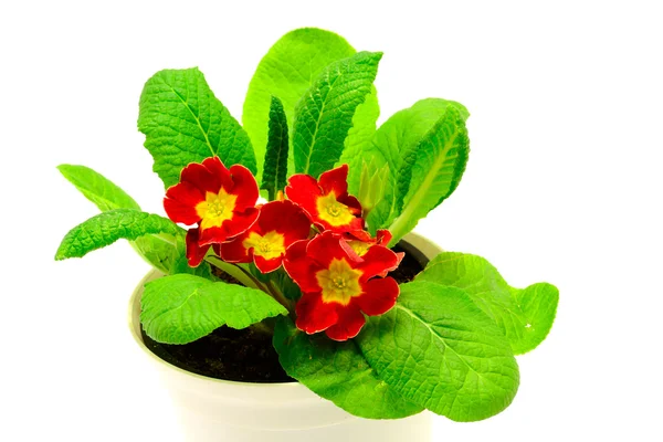 stock image Red flower, Primrose plant