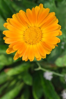 Calendula or Marigold (Lat. Caléndula)