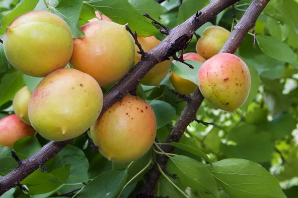 Apricot (Latin Prúnus armeniáca)