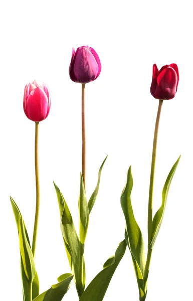 Drie tulpen — Stockfoto