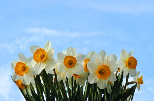 Wiosna Narcyz — Zdjęcie stockowe