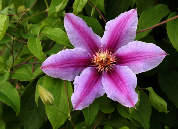 stock image Lilac clematis