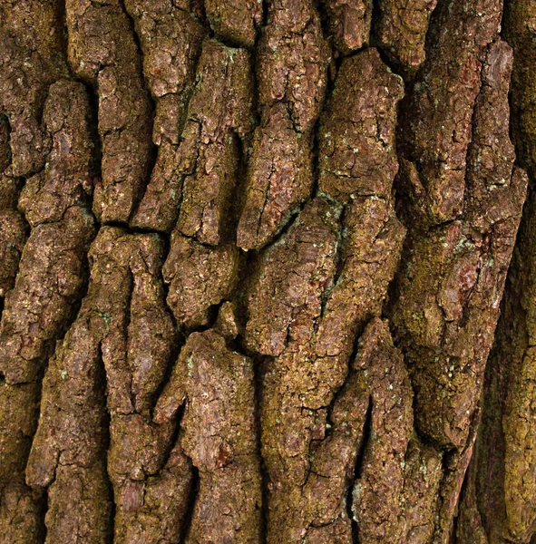 樫の木の樹皮 — ストック写真