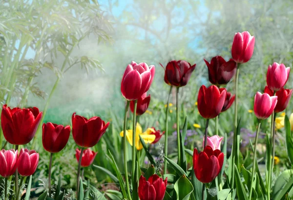 Tavaszi tulipán kert virágzó — Stock Fotó