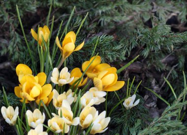 Ardıç dallar üzerinde campanula'lar