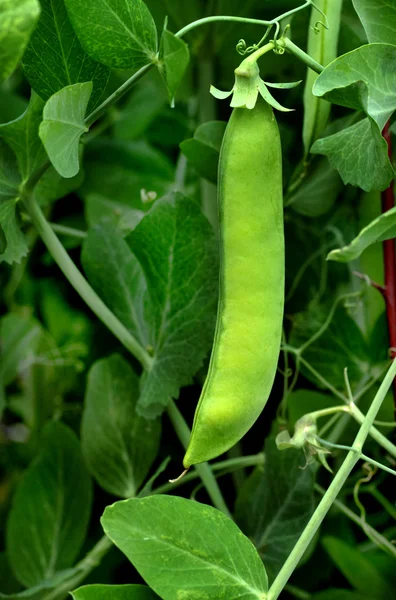 新鮮な緑エンドウ豆の鞘 — ストック写真