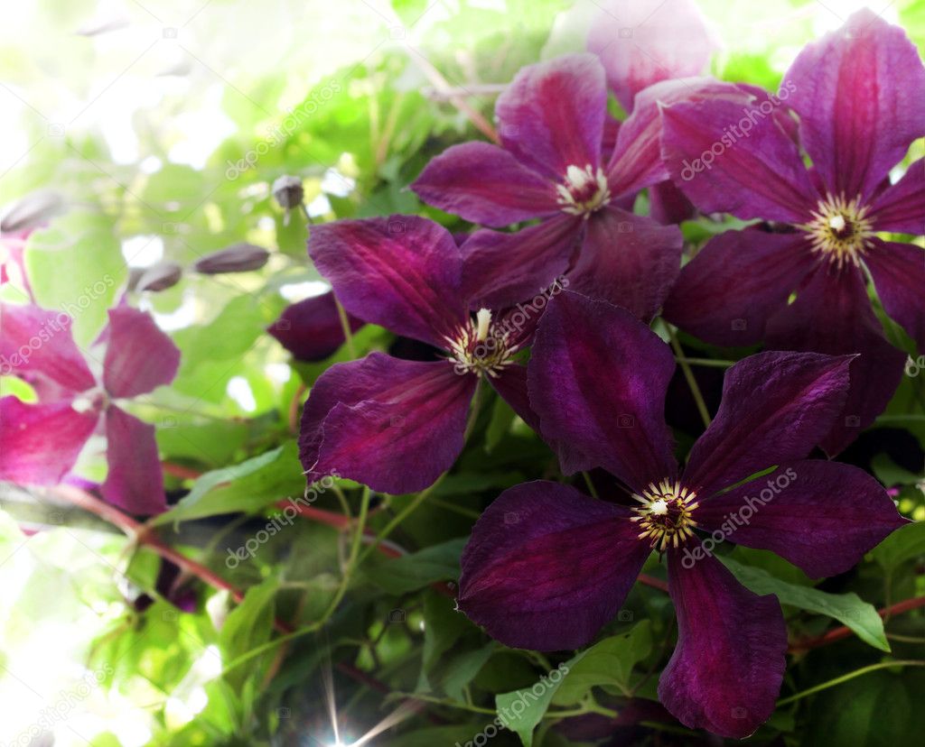 Beautifully blossoming violet clematis