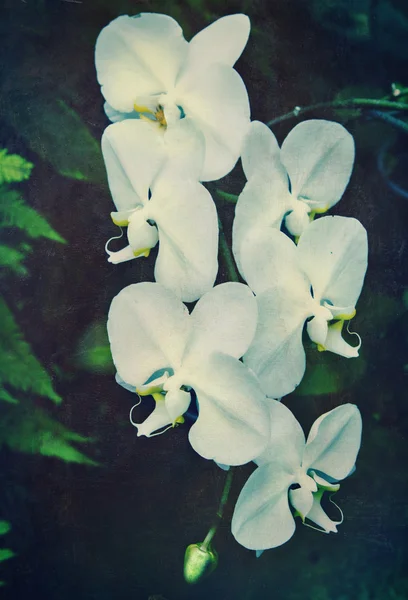 Vintage orkidé — Stockfoto