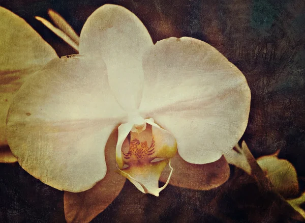 Orquídea Vintage — Fotografia de Stock
