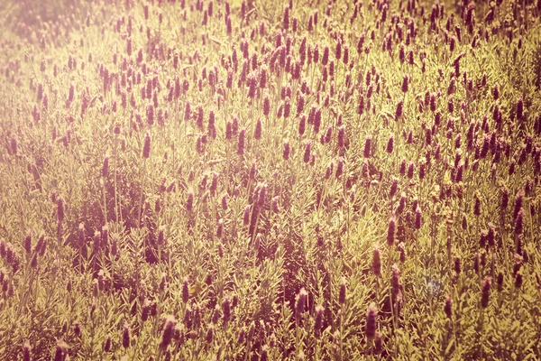 ラベンダー畑 — ストック写真