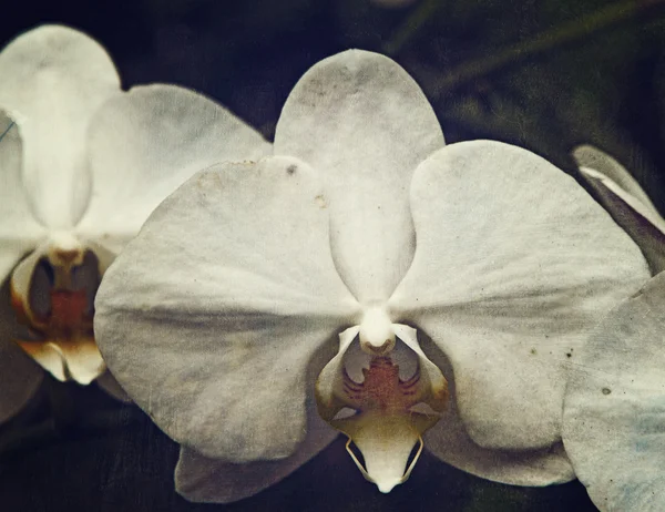 Vintage orkidé Stockbild