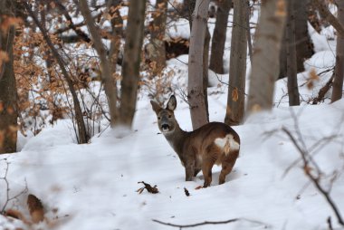 Avrupa Roe Geyiği, Capreolus Capreolus