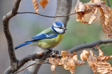 Parus caeruleus, Blue tit clipart