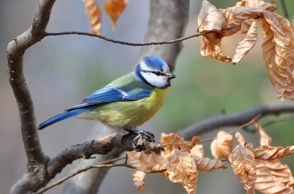 stock image Parus caeruleus, Blue tit