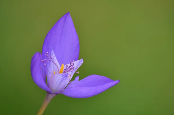 Stock image Crocus vernus , Spring crocus