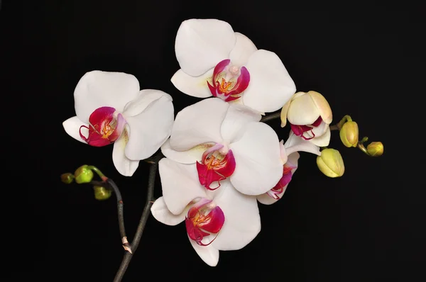 Phalaenopsis, Orchidee Stockbild