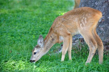 yeme whitetail geyik