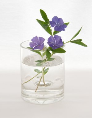 Barvinok in a vase clipart