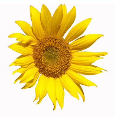 Sunflower separately clipart