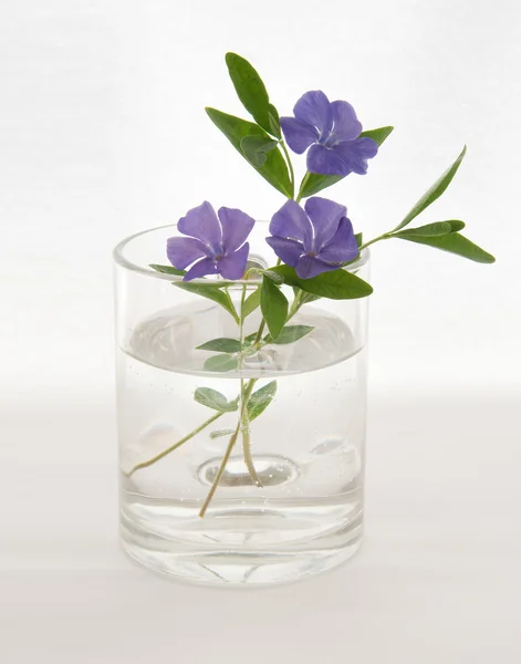 stock image Barvinok in a vase