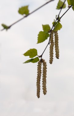 Huş ağacı dalı