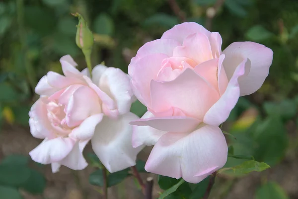 stock image Pink blossoming rose on a bed in a garden on a green background