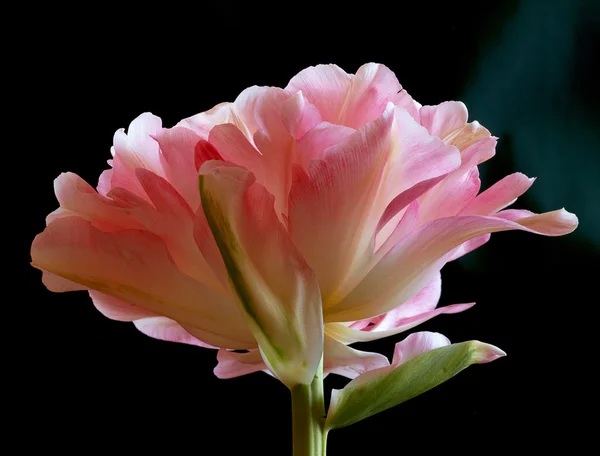 stock image Pink tulip on the black background