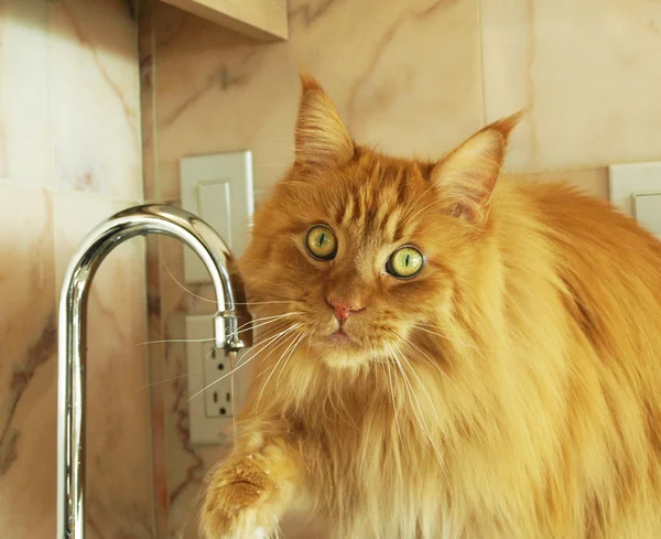 stock image Cat drinking water