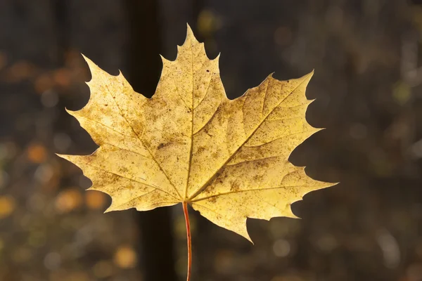 Autumn leaf closeup — Stock Photo, Image