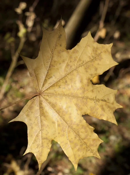Jesień liść zbliżenie — Zdjęcie stockowe