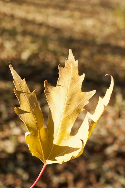 Autumn leaf closeup — Stock Photo, Image