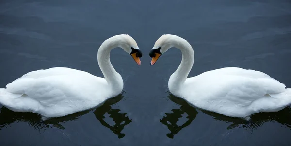 stock image Swan in love