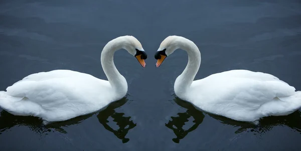 Swan in love Royalty Free Stock Photos