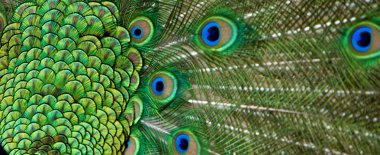 Peacock tail feathers clipart