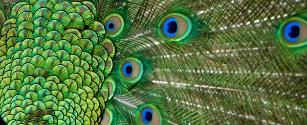 Peacock tail feathers — Stock Photo, Image