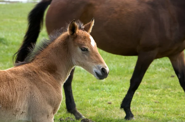 Mladí koně hříbě nebo klisničku — Stock fotografie
