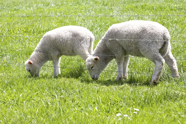 Carino pascolo agnello — Foto Stock