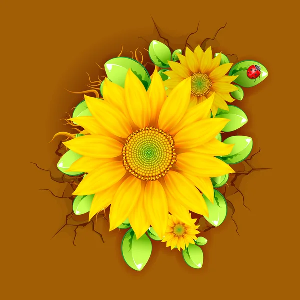 Sunflower from Top View — Stock Vector