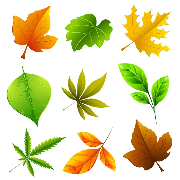 Different Leaf — Stock Vector