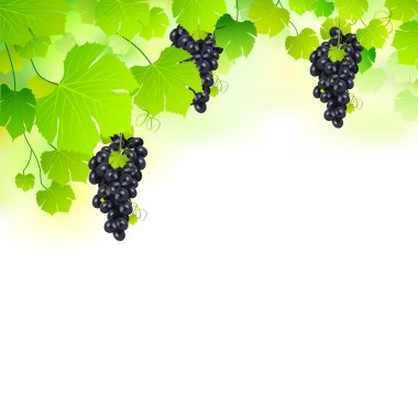 Grapes in Grapvine clipart