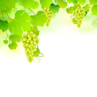 Grapes in Grapvine clipart