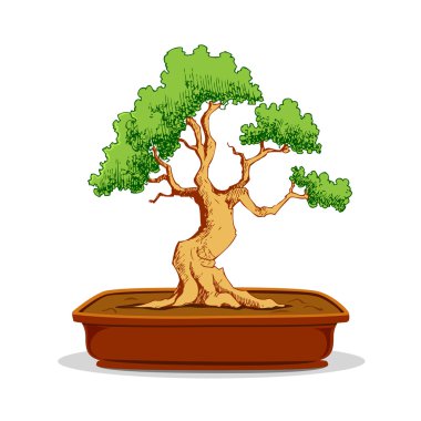 Bonsai Ağacı