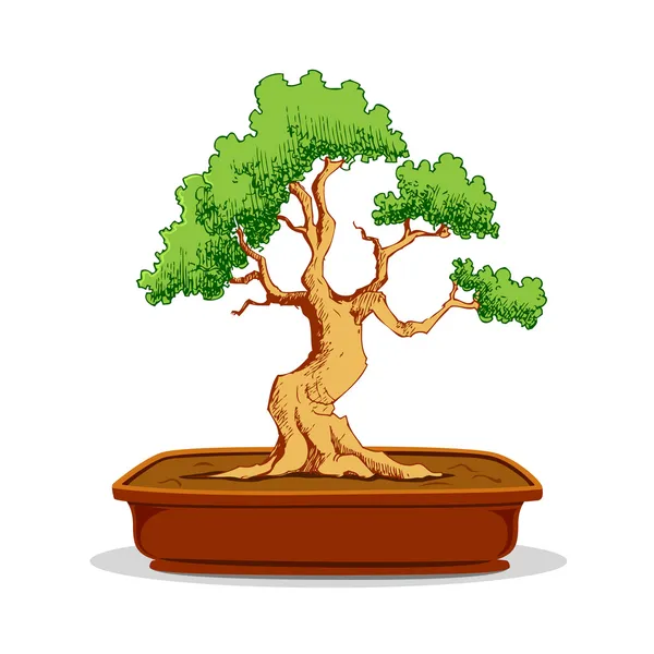 Árvore de Bonsai — Vetor de Stock