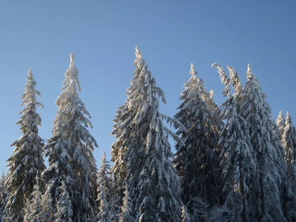 stock image Wood in winter